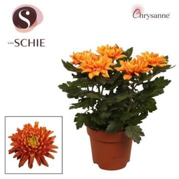 image DENDRANTHEMA 5PP ORANGE