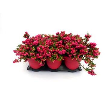 image GAULTHERIA MUCRONATA ROUGE