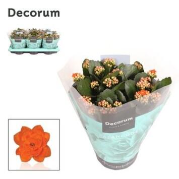image KALANCHOE FL DBLE ORANGE