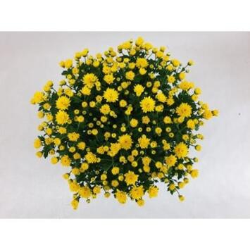 image DENDRANTHEMA JASODA DARK JAUNE