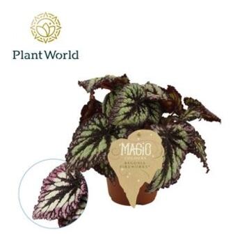 image BEGONIA REX FIREWORKS