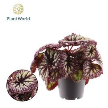 image BEGONIA REX FIREWORKS