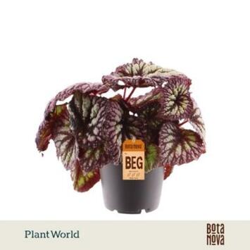 image BEGONIA REX FIREWORKS