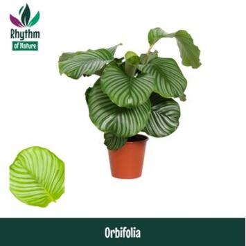 image CALATHEA ORBIFOLIA
