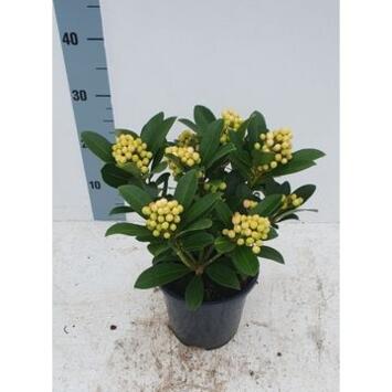 image SKIMMIA TEMPTATION