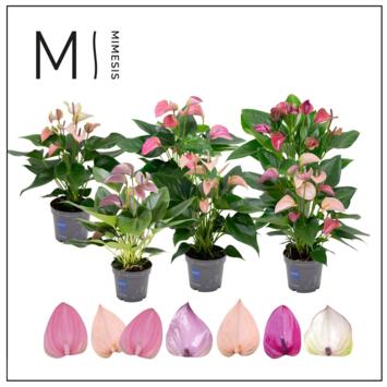 image ANTHURIUM ANDREANUM VARIES