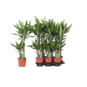 image DRACAENA STEUDNERI 45-20