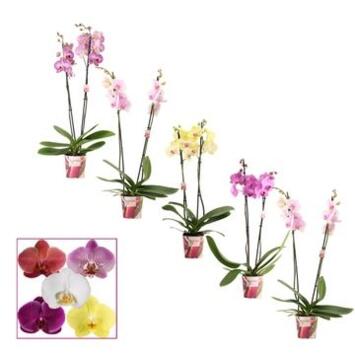 image PHALAENOPSIS 2BR VARIE