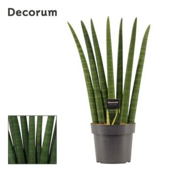 image SANSEVIERIA CYLINDRICA FAN
