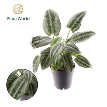 image SCHISMATOGLOTTIS WALLICHII