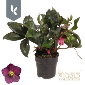 image HELLEBORE ICE N ROSES EARLY RED