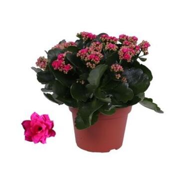 image KALANCHOE FL DBLE ROSE