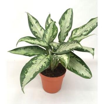 image AGLAONEMA JUBILEE COMPACTA