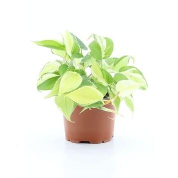 image PHILODENDRON SCANDENS RIO