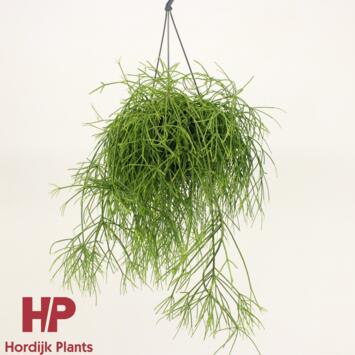 image RHIPSALIS OASIS SUSP