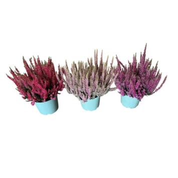 image ERICA CALLUNA VARIE