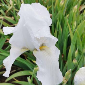 image IRIS GERMANICA GLACIER