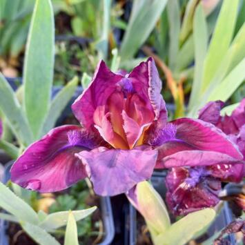 image IRIS PUMILA CHERRY GARDEN