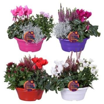 image COMPO 3 PLANTES AUTOMNE COUPE