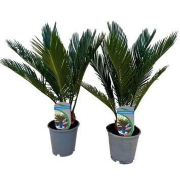 image CYCAS REVOLUTA