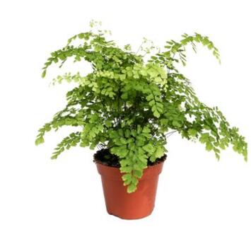 image ADIANTUM FRAGRANS