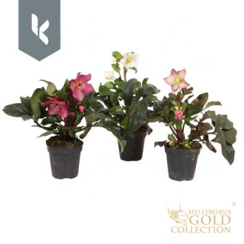 image HELLEBORE ICE N ROSES CORVINA