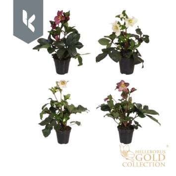 image HELLEBORE ICE N ROSES CORVINA