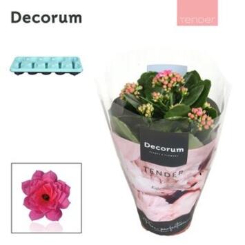 image KALANCHOE FL DBLE SERENITY ROSE