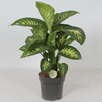 image DIEFFENBACHIA REEVA