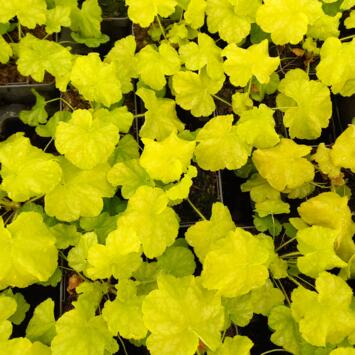 image HEUCHERA WORLD CAFFE LIME AMERICANO