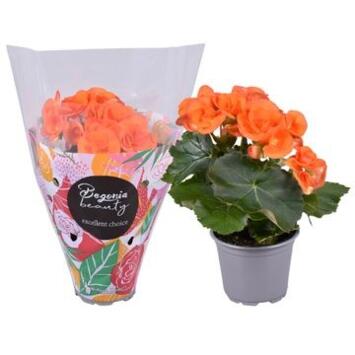 image BEGONIA FL DBLE ORANGE