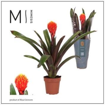 image GUZMANIA TALA