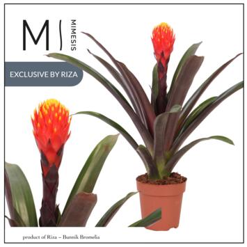 image GUZMANIA TALA