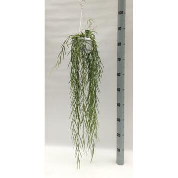 image HOYA LINEARIS SUSP