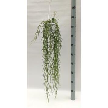 image HOYA LINEARIS SUSP