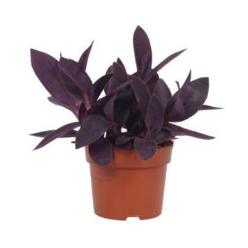 image TRADESCANTIA PALLIDA SUSP