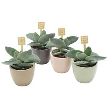 image CRASSULA BOOMERANG CERAM