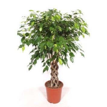 image FICUS EXOTICA TRESSE