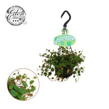 image PEPEROMIA PEPPERSPOT SUSP