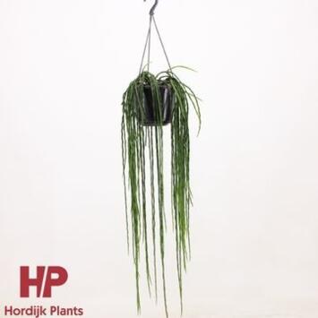 image RHIPSALIS PARADOXA SUSP