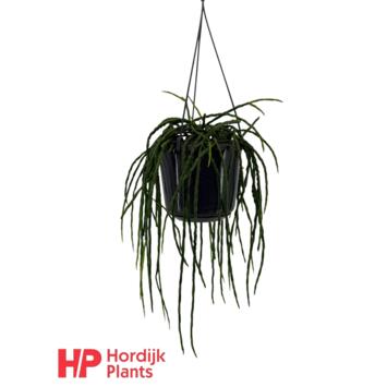 image RHIPSALIS PARADOXA SUSP