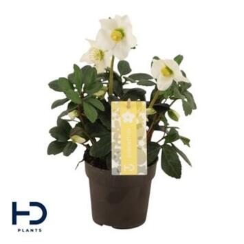 image HELLEBORE NIGER ADVENT STAR
