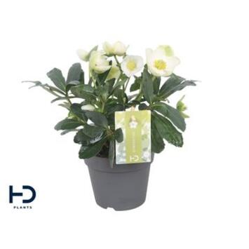image HELLEBORE NIGER ADVENT STAR