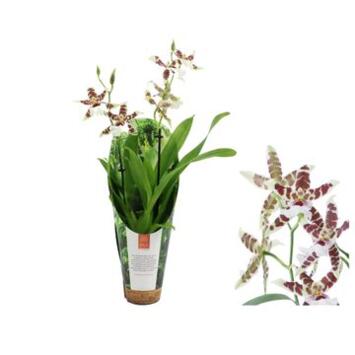 image ORCHIDEE ALICEARA 2BR RENAISSANCE
