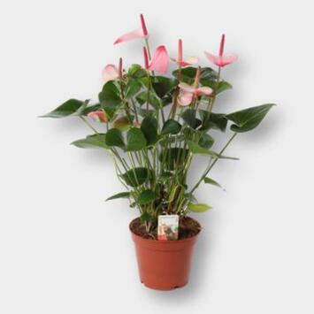 image ANTHURIUM ANDREANUM PRINCESS AMALIA