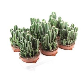 image CACTUS CEREUS FLORIDA