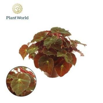 image BEGONIA MAGIC COLOURS MONTUNO