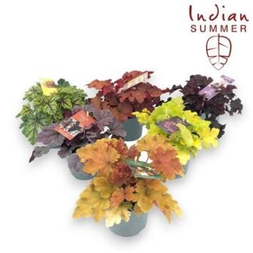 image HEUCHERA INDIAN SUMMER VARIE