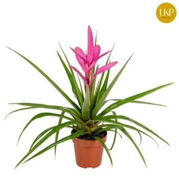 image TILLANDSIA ANTONIO