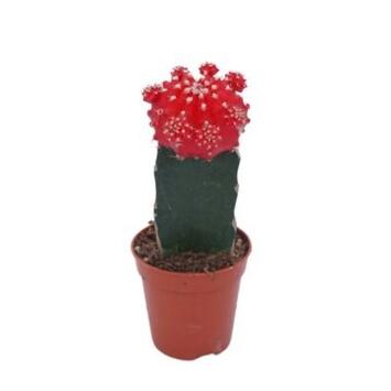 image CACTUS GYMNOCALYCIUM JAPAN ROUGE